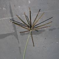 Image result for Eustachys paspaloides