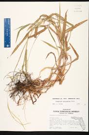 Image result for Paspalum conjugatum