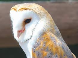 No other agriculture has utilized barn owl pest management programs more than grape growers. Owls Of Abaco 1 The Barn Owl Rolling Harbour Abaco