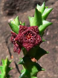 Image result for Orbea carnosa