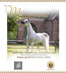 الخشاب منيرفا إلى مربط النصار الف مبروك Horses Animals Arabian Horse