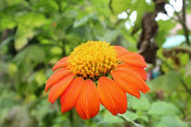 Große auswahl an babyartikeln, kindermode und spielzeug finden und bequem shoppen. Fiori Arancioni Ideali Per Portare Colore Nel Giardino Autunnale