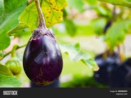If eggplant isn't watered enough, the fruit will be small and bitter. Purple Eggplant Image Photo Free Trial Bigstock