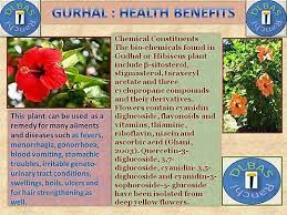 Benefits Of Ashwgandha Powder Gudhal Flower Hibiscus Hibiscus Plant
