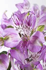 Connectaflor Alstroemeria Lily Flower Peruvian Lilies Alstroemeria Wedding Flowers