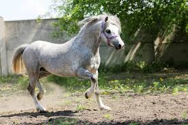 История появления этой породы уходит корнями в древние времена. Uelskij Poni Fotografii Serye Loshadi Loshadi Poni