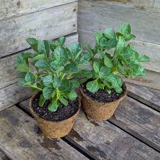 Image result for Coleus caninus