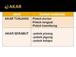 Akar tunjang biasanya terdapat pada rhizophora apiculata, rhizophora mucronata dan rhizophora stylosa. Tumbuhan Thn3