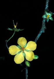 Image result for Ochna kirkii