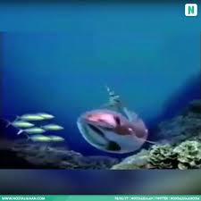 Join facebook to connect with indosiar ikan and others you may know. Nostalgiaan Ikan Kok Terbang Idstation