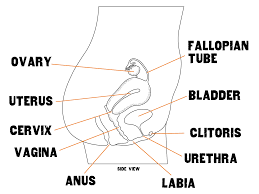 Female Anatomy - 216Teens