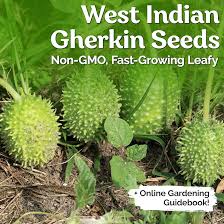 Image result for Cucumis engleri