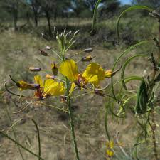 Image result for Cleome angustifolia