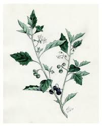 Image result for Solanum giganteum