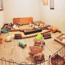 We prefer to let our pet rabbits have free reign in a bunny proofed room. The Rabbit Warren