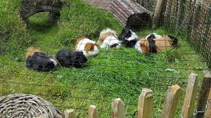 Die Meerschweinchen Meute Im Freigehege Jetzt Auch Mit Schutznetz Gegen Katzen Und Greifvogel Animals And Pets Pets Animals