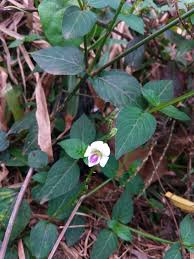 Image result for Jamesbrittenia micrantha