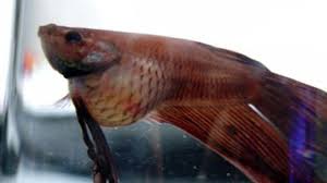 Betta With Severely Swollen Abdomen Fish Care