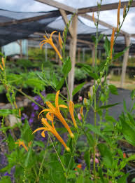 Image result for Anisacanthus