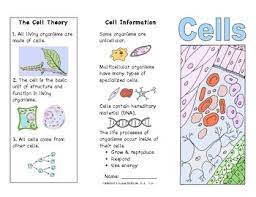 Check spelling or type a new query. Plant And Animal Cells Brochure Ce 1 Plant And Animal Cells Science Cells Biology Classroom