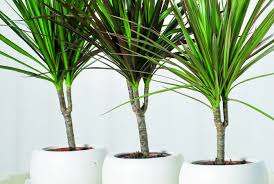 Piante pulisci aria le migliori 5 piante che purificano l'aria dallo smog | piante in forma. Le Migliori Piante Da Ufficio Piante Buone Per L Ambiente D Ufficio Il Giardino Commestible