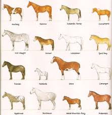 29 Best Horse Breed Chart Images Horse Breeds Horses