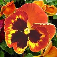 50 Pansy Swiss Giant Flame Flower Seeds Under The Sun Seeds Pansies Flowers Flower Seeds Flower Close Up