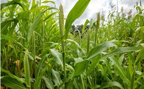 Image result for Sorghum bicolor