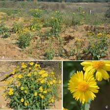 Image result for Verbesina encelioides