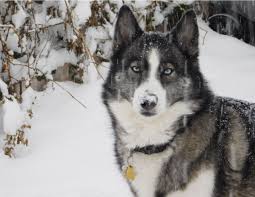 These two guys are the very best of friends and we would love for them to find a home together. Hairy Houdini Siberian Husky Rescue Adoption Information Adoption Process