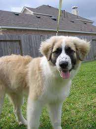 Great pyrenees / anatolian shepherd. Ollie 4 Months Our Great Pyrenees Anatolian Shepherd Mix P Flickr