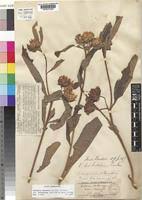 Image result for Vernonia adoensis