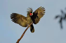 Australian Birds In Flight Images Black Cockatoo Birds Of Australia Bird Photo Australian Birds