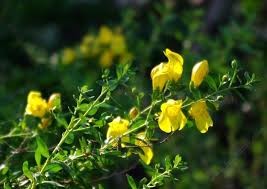 Image result for Agelanthus combreticola