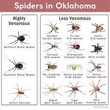 The females are larger than the males and have abdomens about the size of a quarter. Spiders In Oklahoma List With Pictures
