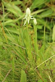 Image result for Satyrium trinerve
