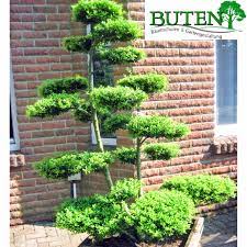 Die kunst des bonsais erstreckt sich jedoch auf weit mehr als nur auf die pflanze in der schale, sie ist in ihrem ursprungsland sogar eine weltanschauung. Gartenbonsai Selbst Gestalten Baumschule Buten In Geeste