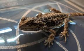 It is recommended to let your bearded dragon splash around in warm water around once a week. Bathing Your Bearded Dragon A Complete Guide With Pictures