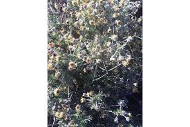 Image result for Eriocephalus ambiguus