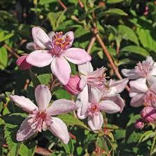 Image result for Deutzia hybrida Pink Pompon