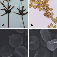 Image result for Hyparrhenia nyassae