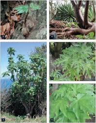 Image result for Lycium mascarenense