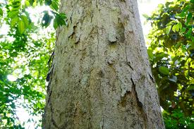 We did not find results for: Pokok Keruing