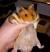 Teddy Bear Long Haired Hamster