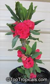 Image result for Euphorbia milii