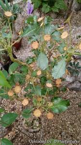Image result for Dorstenia buchananii