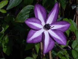 'ernest markham' has all the vigor of its known parent. Munster Baumschulen Hybriden