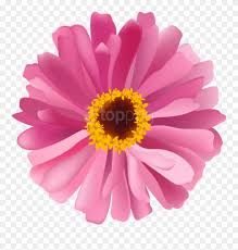 Maybe you would like to learn more about one of these? Flower Pink Png Barberton Daisy Clipart Full Size Clipart 3956996 Pinclipart