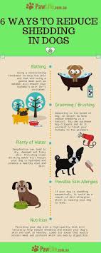Dog Training Commands Different Languages And Pics Of Dog Behavior Jobs Dogtraining Dogobediencetraining Dog Grooming Tips Dog Care Tips Dog Shedding