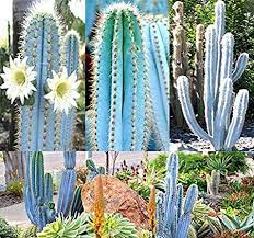 It's an oasis of calm. Bulk Pilosocereus Blue Rare Cactus Mix Cactus Seeds Herrlich Blue Collector Dream Perfekt Fur Gewachshaus Oder Als Zimmerpflanzen 0030 Seeds 30 Seeds Amazon De Garten